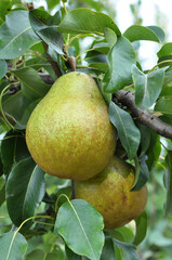 Pears ripen on the tree branch.