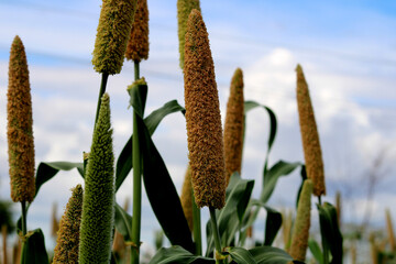 Closeup view of Pearl millet plant.