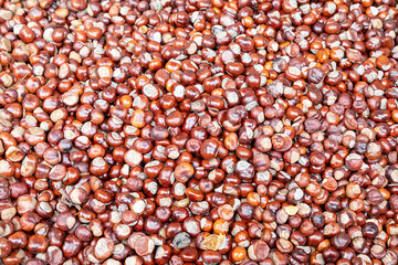 Kastanien die für Wildtiere gesammelt wurden