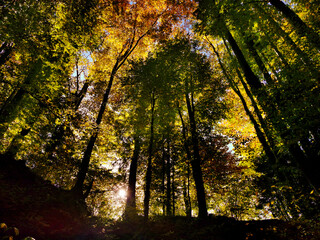 Autumn in the forest with sun rays. Green, orange and yellow leafs in autumn time in a Swiss forrest