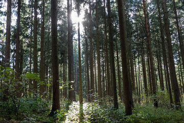 Wald im Gegenlicht bei tiefstehender Sonne