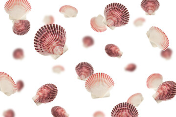 Falling scallops sea shell isolated on white background, selective focus