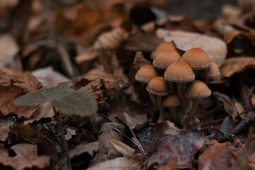 Small forest mushrooms surrounded by yellow autumn leaves. Copy Space.