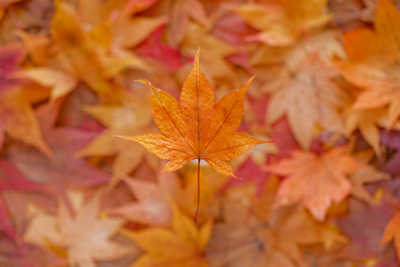 秋の落ち葉 
