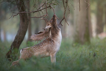 Fallow deer photographed in Phoenix Park - Dublin - Ireland
