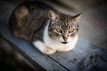 Homeless cat portrait. A beautiful cat with beauty eyes. Animals are homeless. Small depth of field.