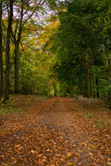 Fototapeta premium Waldweg