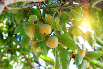 green small Persimmon on the trees. growing organic fruit in the garden. close-up selective focus