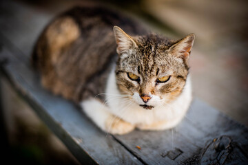 Homeless cat portrait. A beautiful cat with beauty eyes. Animals are homeless. Small depth of field.