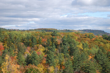 Fototapeta premium yellow and red autumn leaves in the sunny forest