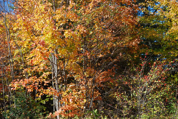 yellow and red autumn leaves in the sunny forest