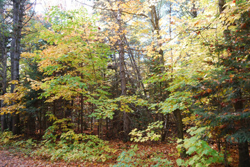 yellow and red autumn leaves in the sunny forest