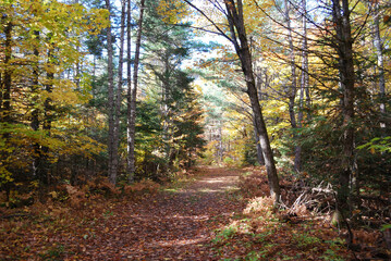 yellow and red autumn leaves in the sunny forest