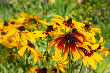 Black-eyed Susan rudbeckia blossom, vivid yellow brown flower with long petals. Garden decoration, tall bush flowering plant, natural background