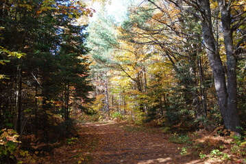 yellow and red autumn leaves in the sunny forest