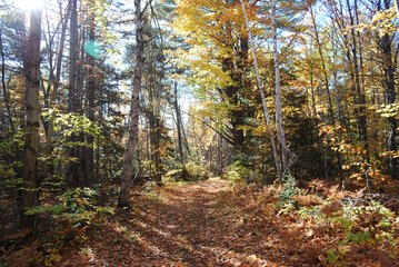 yellow and red autumn leaves in the sunny forest