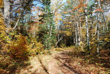 yellow and red autumn leaves in the sunny forest