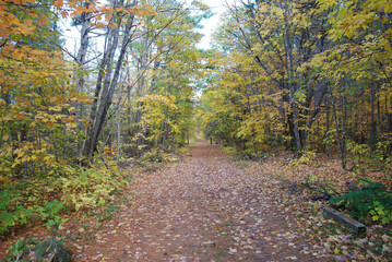 Fototapeta premium yellow and red autumn leaves in the sunny forest