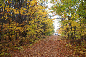 Obraz premium yellow and red autumn leaves in the sunny forest
