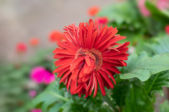 Unusual flower red gerbera blossom, Siamese twins in botany. Two grown together flowers of garden gerbera