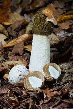 Phallus impudicus, known colloquially as the common stinkhorn. Ripe mushroom, immature fruiting body ("egg") of this mushroom, this egg is edible.