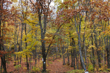 Fototapeta premium yellow and red autumn leaves in the sunny forest