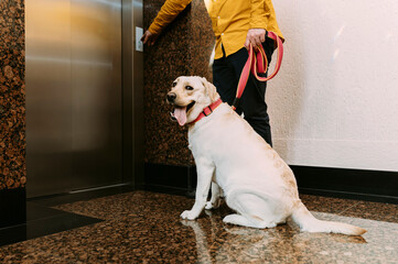 Labrador retriever dog sitting next to the elevator while owner is calling the elevator.