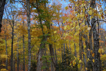 yellow and red autumn leaves in the sunny forest