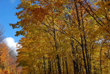 yellow and red autumn leaves in the sunny forest