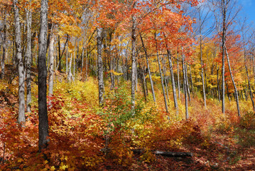 yellow and red autumn leaves in the sunny forest