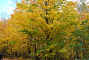 Fototapeta premium yellow and red autumn leaves in the sunny forest