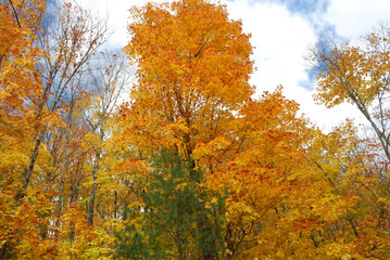 yellow and red autumn leaves in the sunny forest