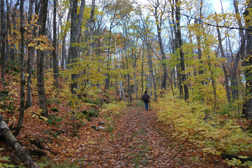 yellow and red autumn leaves in the sunny forest