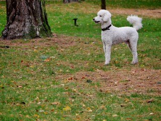 Obraz premium Pudelmischung steht im herbstlichen Park