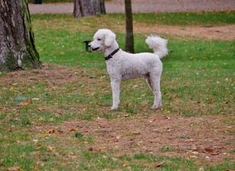 Pudelartiger weißer Hund im Stadtpark