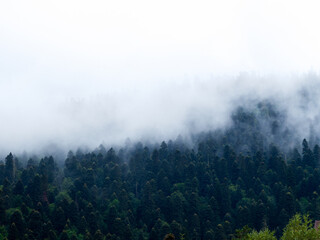 Morning fog in the mountains, in the forest.