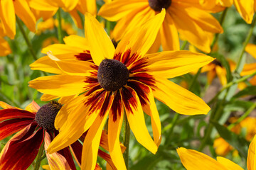 Black-eyed Susan rudbeckia blossom close-up