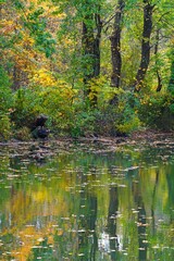 View of fall leaves reflecting in the water of the Delaware-Raritan canal in Princeton, New Jersey