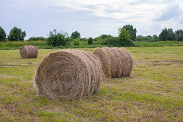 Several large bales of hay on a field, harvest season. Natural rural landscape