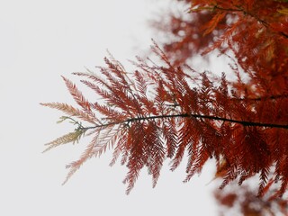 Laubfärbung am Nadelbaum