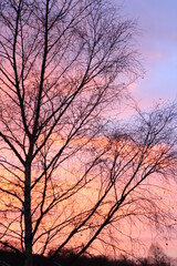 silhouette of tree in sunset