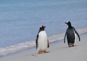 Gentoo penguin standing on sand beach in waves, Falkland Islands