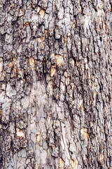 The bark of a sycamore tree