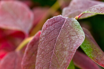 fall leaf with frost