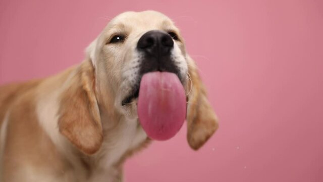 hungry Labrador retriever dog desirably licking transparent glasses and craving on pink background in studio