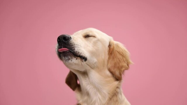 eager golden retriever dog sticking out tongue, looking up, craving and licking on pink background in studio