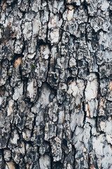 The bark of a sycamore tree