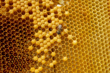 closeup of bees on honeycomb in apiary - selective focus, copy space