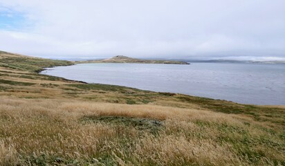 Rough and windy grass landscape on island with blue ocean, Falkland Islands