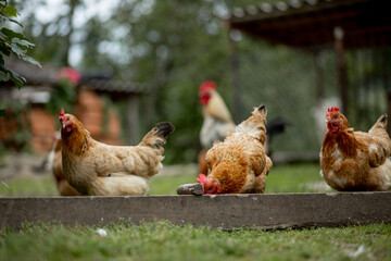 Several red, farm chickens eating some corn in the countryside. Farming and Pet Concept.